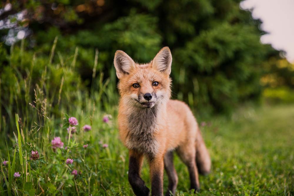 Surprising fox attributes