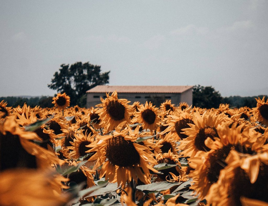 ole-witt-c0G9AIZURck-unsplash