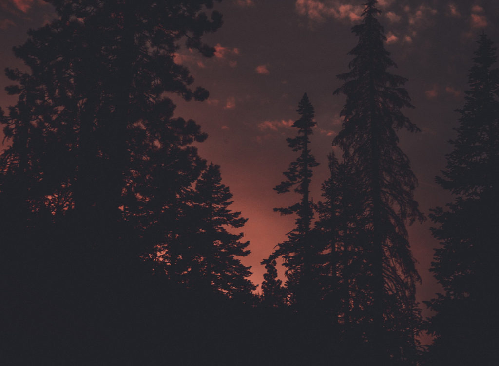 Night Trees In Autumn