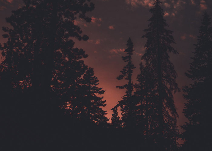 Night Trees In Autumn Grand Canyon