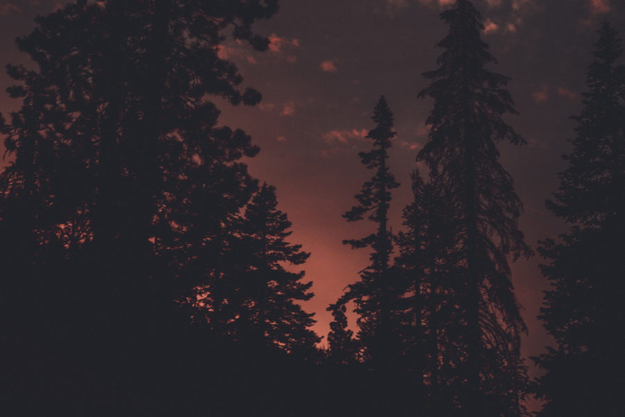 Night Trees In Autumn Grand Canyon