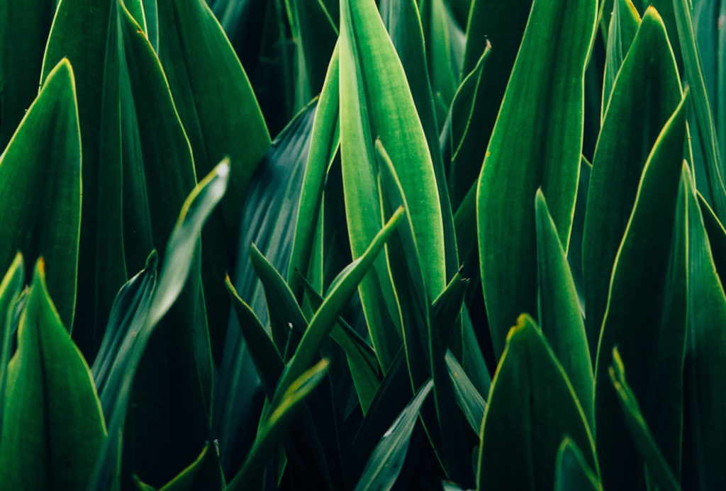 Tall Green Grass Blades