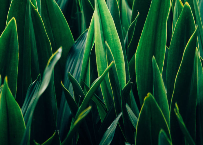 Tall Green Grass Blades Endless color