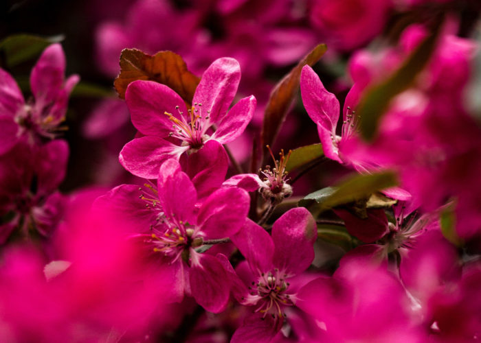 Beautiful flowers in the garden Crafted with care